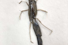 Objekt aus Keramik und Mammutelfenbein